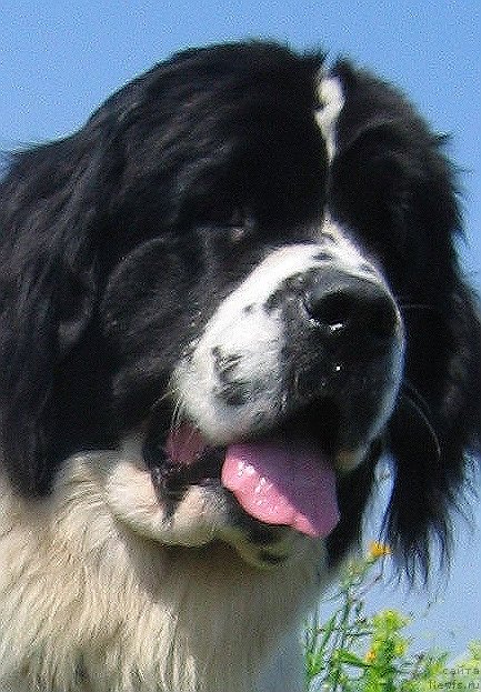 Фото: ньюфаундленд La Belle Michaela (Ла Бель Мишель)