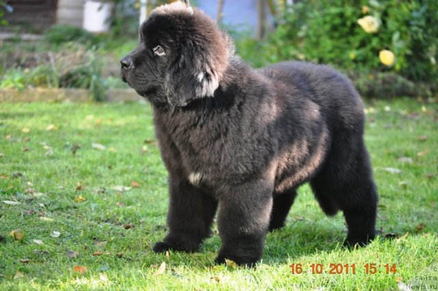 Фото: ньюфаундленд Zvezdnij Dar Afrodita (Звездный Дар Афродита)