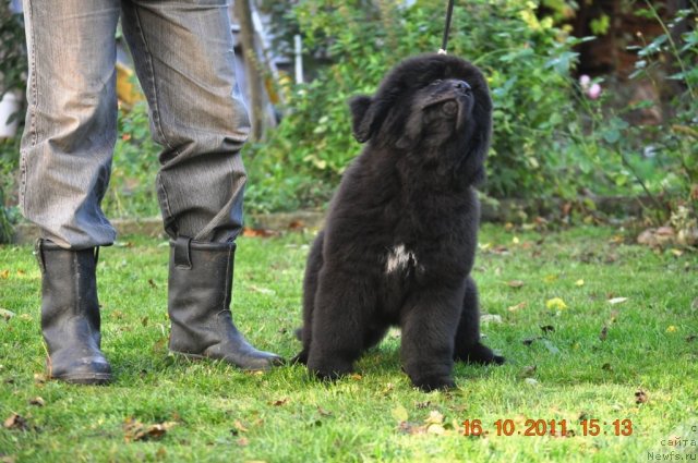 Фото: ньюфаундленд Zvezdnij Dar Afrodita (Звездный Дар Афродита)