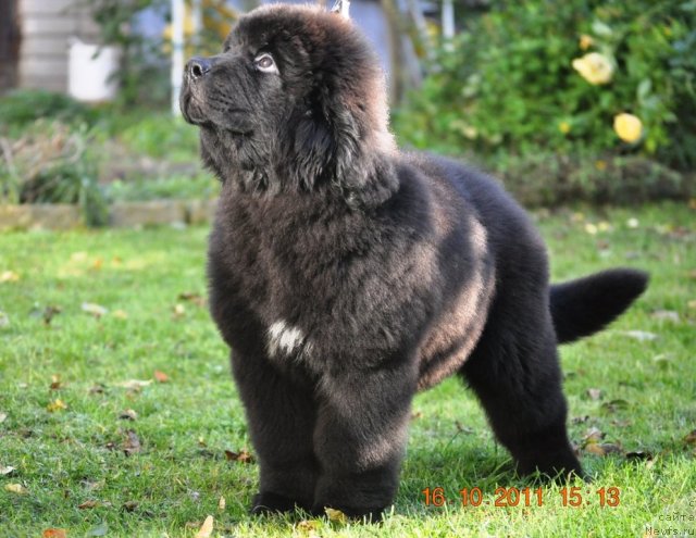 Фото: ньюфаундленд Zvezdnij Dar Afrodita (Звездный Дар Афродита)