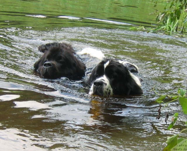 Фото: ньюфаундленд Bavariya (Бавария), ньюфаундленд La Belle Michaela (Ла Бель Мишель)