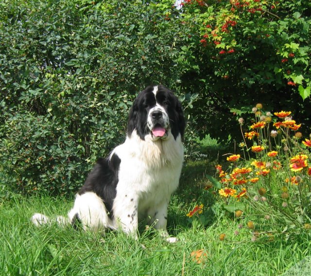 Фото: ньюфаундленд La Belle Michaela (Ла Бель Мишель)