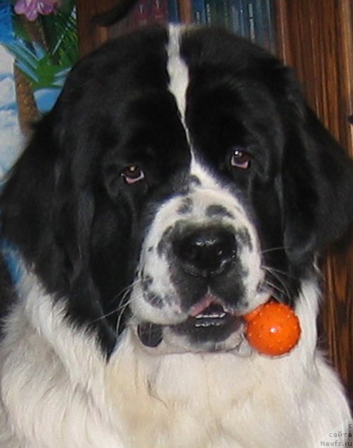 Фото: ньюфаундленд La Belle Michaela (Ла Бель Мишель)