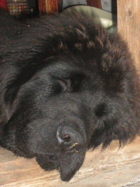 Фото: Питерньюф Едельвейсс