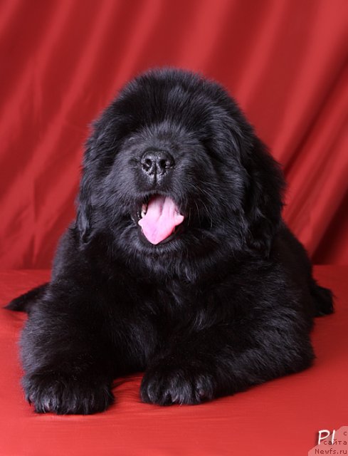 Фото: ньюфаундленд Vom Waterfall Land Ay Dag (Вом Ватерфалл Лэнд Аю Даг)