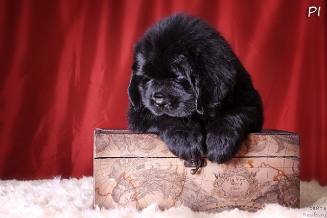 Фото: ньюфаундленд Vom Waterfall Land Ay Todor (Вом Ватерфалл Лэнд Ай Тодор)