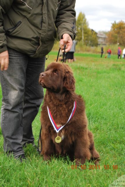 Фото: ньюфаундленд Take It Slowly Blu Plushevay Panda