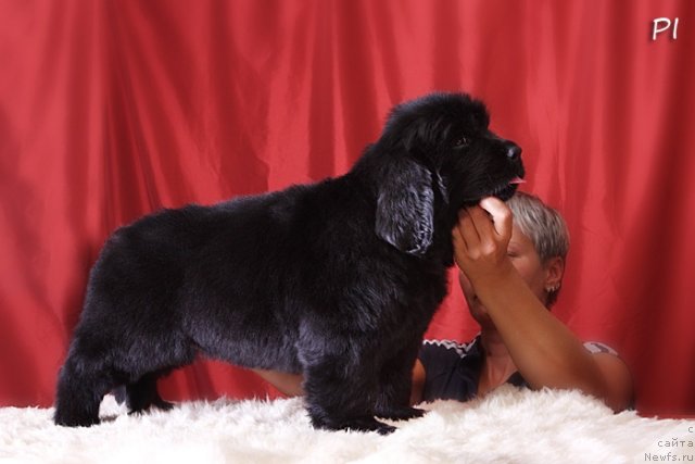 Фото: ньюфаундленд Vom Waterfall Land Aya (Вом Ватерфалл Лэнд Айя)