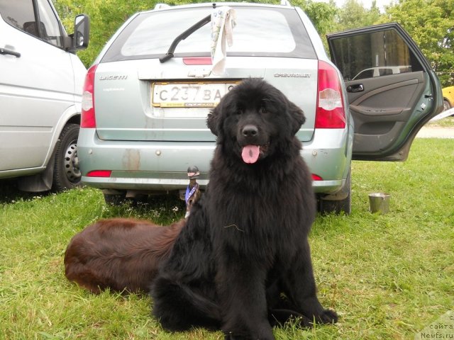 Фото: ньюфаундленд Fann'yuf Al'felina Bledans (Фанньюф Альфелина Бледанс)