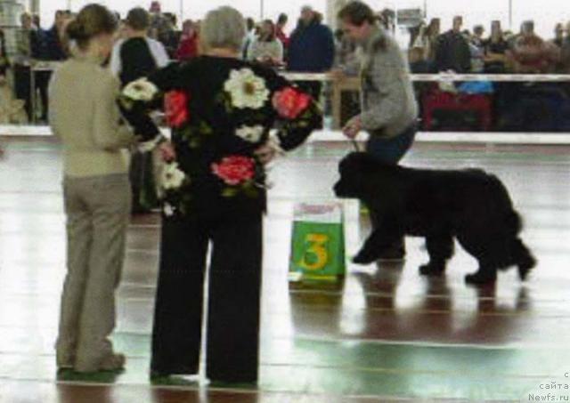 Фото: ньюфаундленд Berta (Берта)