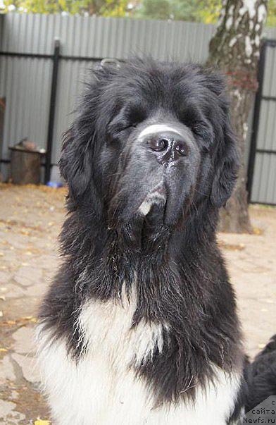 Фото: ньюфаундленд Super Premium Zheneva (Супер Премиум Женева)