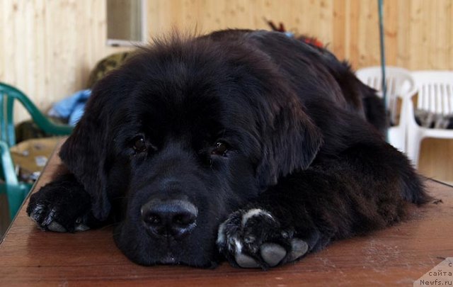 Фото: ньюфаундленд Jyerminal' Lui Filippa (Жэрминаль Луи Филиппа)