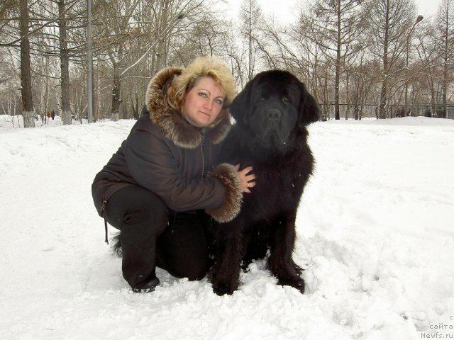 Фото: ньюфаундленд Carevich Imperii N'yuf ot Marleon Dusvik (Царевич Империи Ньюф от Марлеон Дусвик), Tat'yana SHayduk (Татьяна Шайдук)