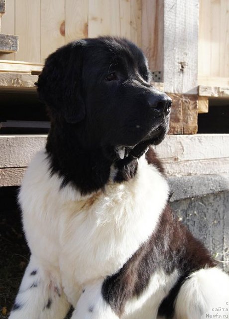 Фотография № 79527