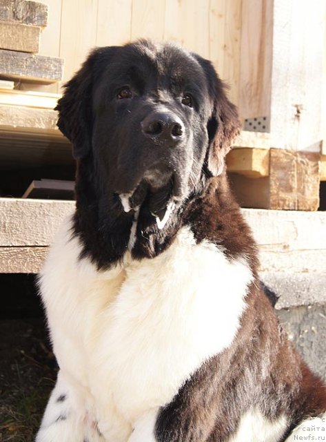 Фотография № 79528