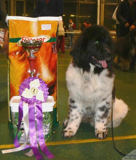 Фото: ньюфаундленд Voshodyashaya Zvezda (Восходящая Звезда)