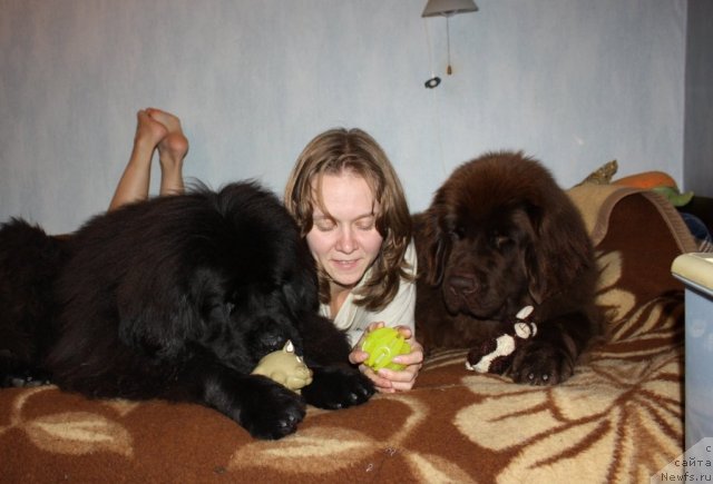 Фото: ньюфаундленд CHansi iz Zolotogo Treugol'nika (Чанси из Золотого Треугольника), Tat'yana Rozanova (Татьяна Розанова), ньюфаундленд Chernyi Sharm Angel'skaya Krasota (Черный Шарм Ангельская Красота)