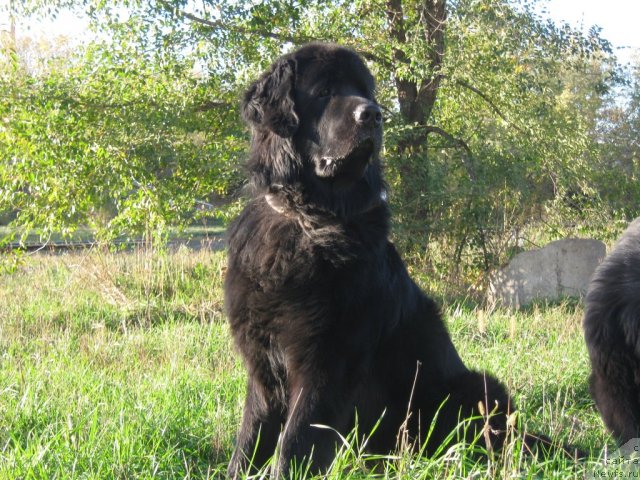 Фото: ньюфаундленд Arman'yak Dushi Moey (Арманьяк Души Моей)