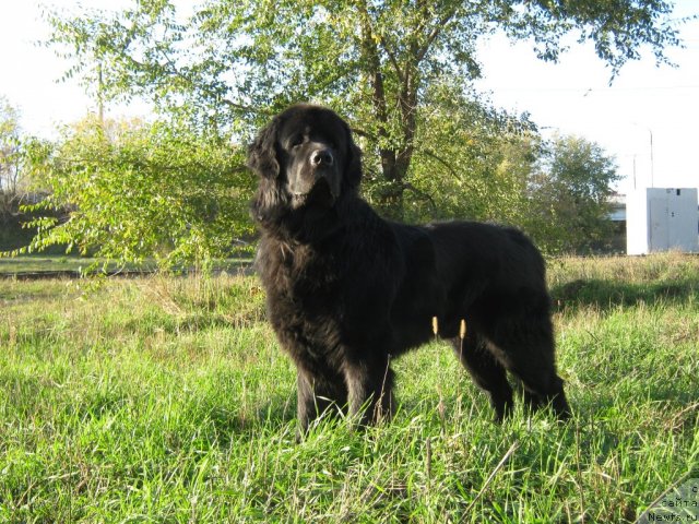 Фото: ньюфаундленд Arman'yak Dushi Moey (Арманьяк Души Моей)