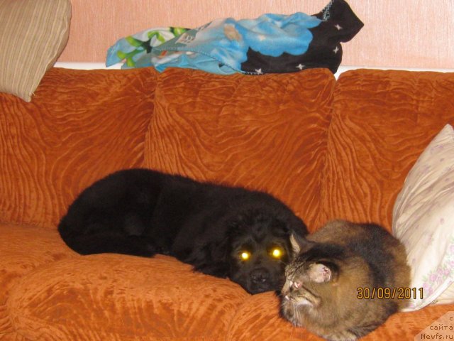 Фото: ньюфаундленд Sent Djons CHelenjer (Сент Джонс Челенжер), кот ЛИСКА!!!