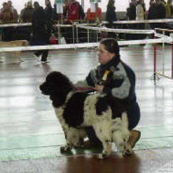 Фото: ньюфаундленд Voshodyashaya Zvezda (Восходящая Звезда)