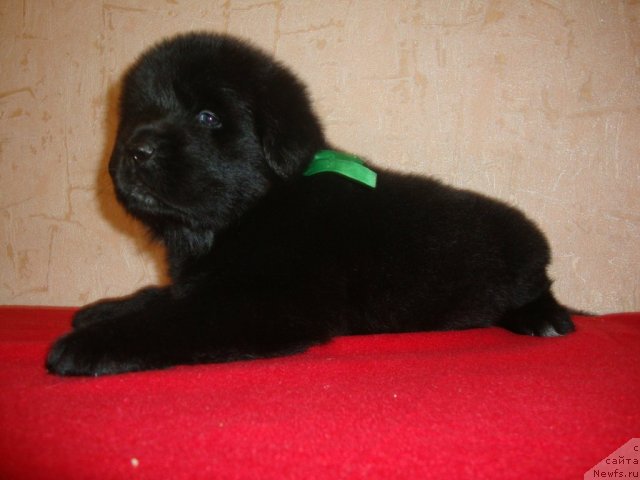 Фото: ньюфаундленд Korsar Korrado (Корсар Коррадо)