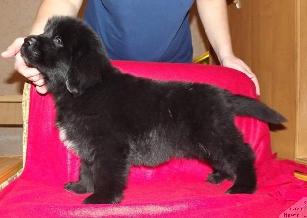 Фото: ньюфаундленд Korsar Korrado (Корсар Коррадо)