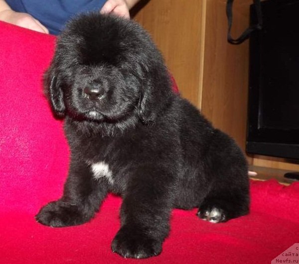 Фото: ньюфаундленд Klaus Blyek (Клаус Блэк)