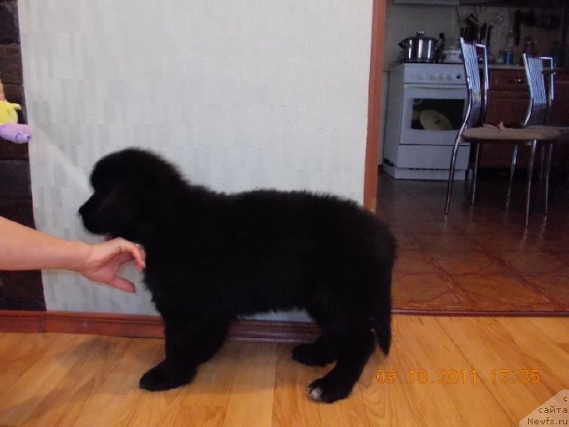 Фото: ньюфаундленд Klaus Blyek (Клаус Блэк)