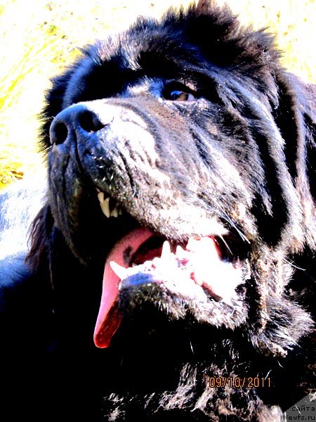 Фото: ньюфаундленд Ih Vyisochestvo Vladlena Madjiks (Их Высочество Владлена Маджикс)