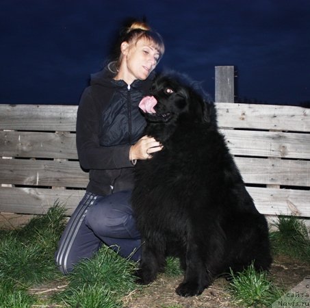 Фото: ньюфаундленд Blek Dolli Peyv Black (Блэк Долли Пейв Блэк)