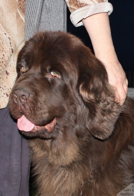 Фото: ньюфаундленд Arabella Statnaya Mulatka (Арабелла Статная Мулатка)