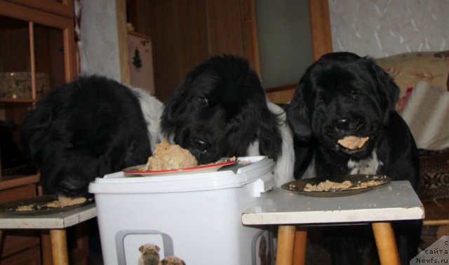 Фото: ньюфаундленд Super Bizon Argo (Супер Бизон Арго), ньюфаундленд Plyushevaya Panda La Bella (Плюшевая Панда Ла Белла), ньюфаундленд Ikona Stilya (Икона Стиля)