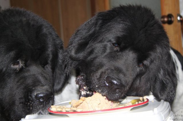 Фото: ньюфаундленд Super Bizon Argo (Супер Бизон Арго), ньюфаундленд Plyushevaya Panda La Bella (Плюшевая Панда Ла Белла)