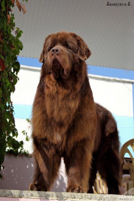 Фото: ньюфаундленд Lesnaja Skazka Korolevskiy Medved (Лесная Сказка Королевский Медведь)