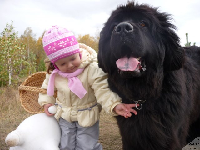 Фото: ньюфаундленд Rafayella Brillians CHernaya Jemchujina (Рафаэлла Бриллианс Черная Жемчужина), Лизочка