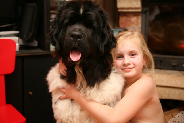 Фото: ньюфаундленд Akvian Song Zero Graviti (Аквиан Сонг Зеро Гравити)