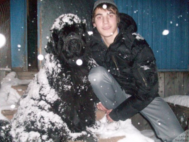 Фото: ньюфаундленд Yarada iz Sibirskoy Glubinki (Ярада из Сибирской Глубинки)