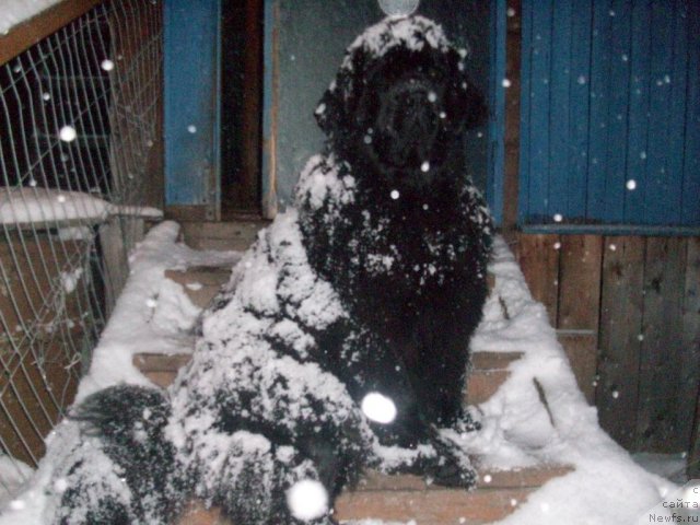 Фото: ньюфаундленд Yarada iz Sibirskoy Glubinki (Ярада из Сибирской Глубинки)