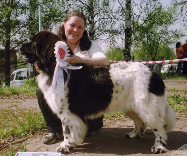 Фото: ньюфаундленд Voshodyashaya Zvezda (Восходящая Звезда)