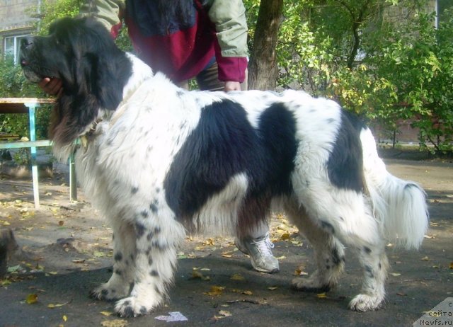 Фото: ньюфаундленд Velyke Malyatko Yabluneva Krasunya