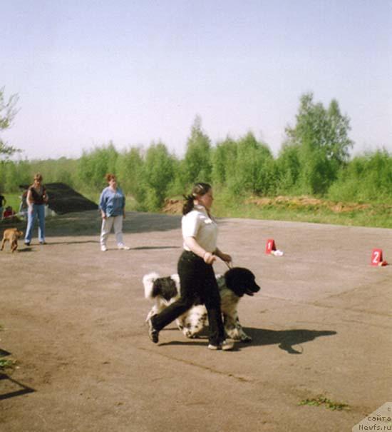 Фото: ньюфаундленд Voshodyashaya Zvezda (Восходящая Звезда)