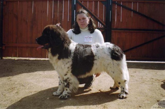 Фото: ньюфаундленд Voshodyashaya Zvezda (Восходящая Звезда)
