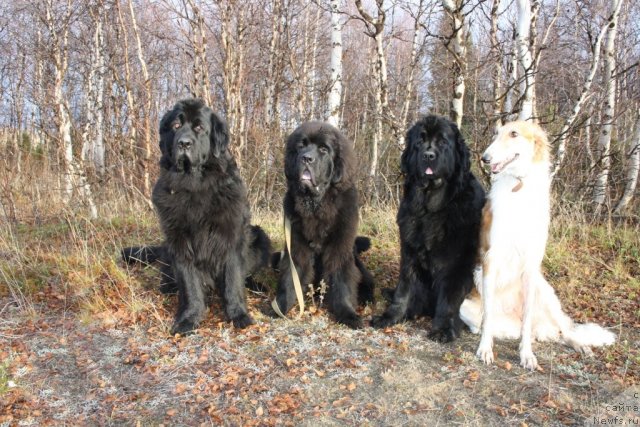 Фото: ньюфаундленд Gloriya Grand Blek (Глория Гранд Блек), ньюфаундленд Beguschaya po Volnam Zero Kool (Бегущая по Волнам Зеро Коол), ньюфаундленд Fortuna of Giant's Island, и Краса