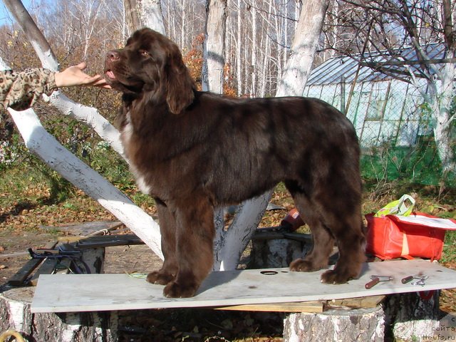 Фото: ньюфаундленд Obush SHed YAntarnyiy Poceluy (Обуш Шед Янтарный Поцелуй)