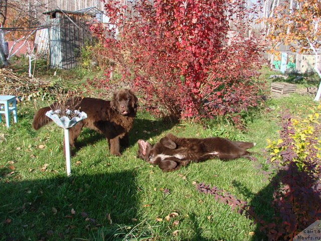 Фото: ньюфаундленд Obush Shed Yakutia (Обуш Шед Якутия), ньюфаундленд Obush SHed YAntarnyiy Poceluy (Обуш Шед Янтарный Поцелуй)