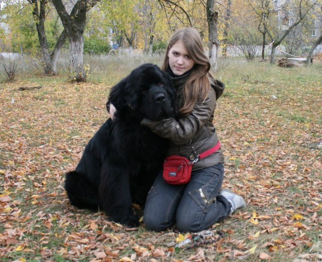 Фото: ньюфаундленд Uyutnaya Dolina Andros Grif (Уютная Долина Андрос Гриф)
