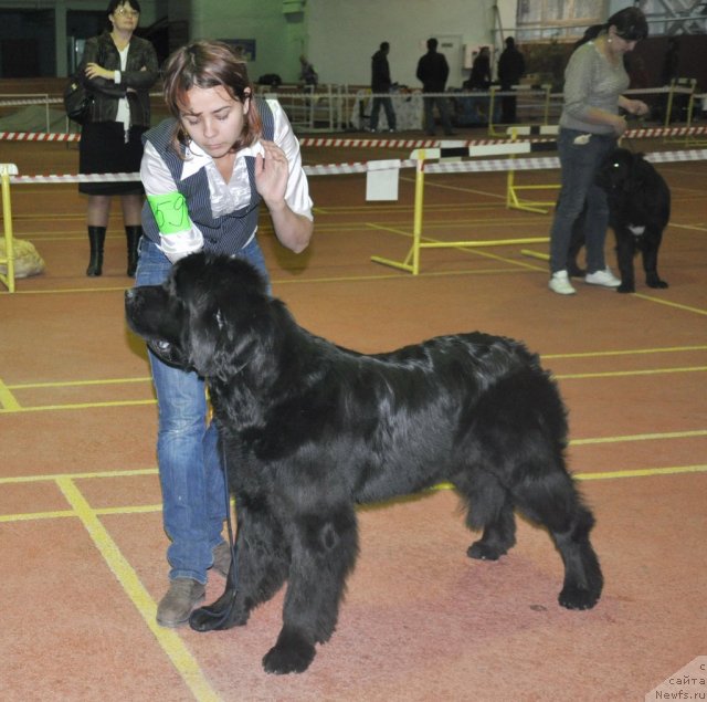 Фото: ньюфаундленд Topgallant's Aquitania, Katerinka Klassen (Катеринка Классен)