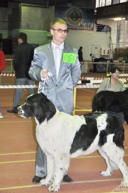 Фото: ньюфаундленд Nica Dlja Kara Ayular iz Tihogo Omuta (Ница для Кара Аюлар из Тихого Омута), Aleksandr Fayzulin (Александр Файзулин)