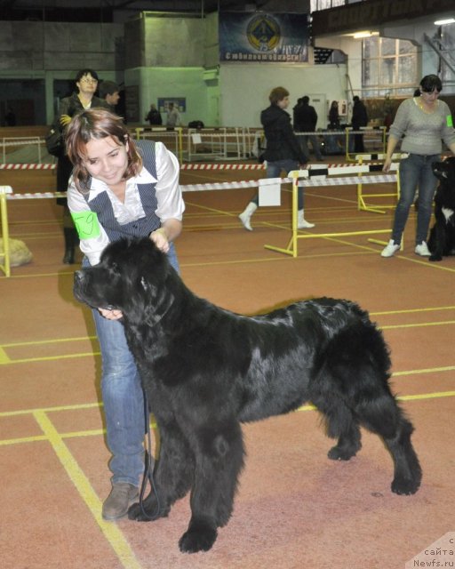 Фото: ньюфаундленд Topgallant's Aquitania, Katerinka Klassen (Катеринка Классен)